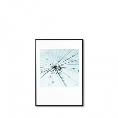 CUADRO DANDELION 1 50*70 NEGRO